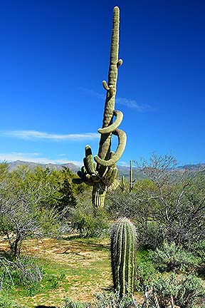 McDowell Mountain Regional Park, February 12, 2015